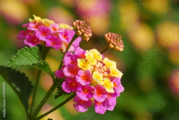 Obraz Wandelröschen