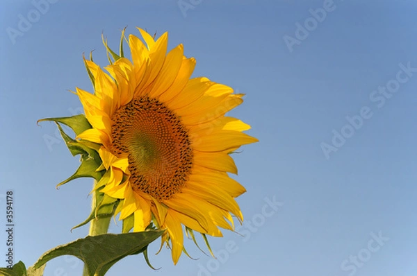 Fototapeta Sunflower