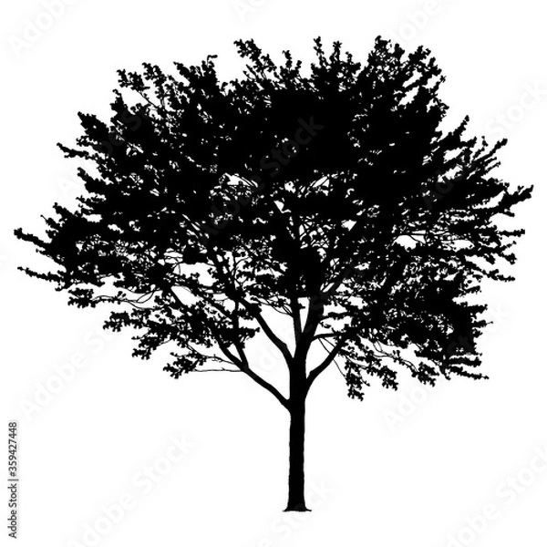 Fototapeta Vector tree silhouette isolated on white background