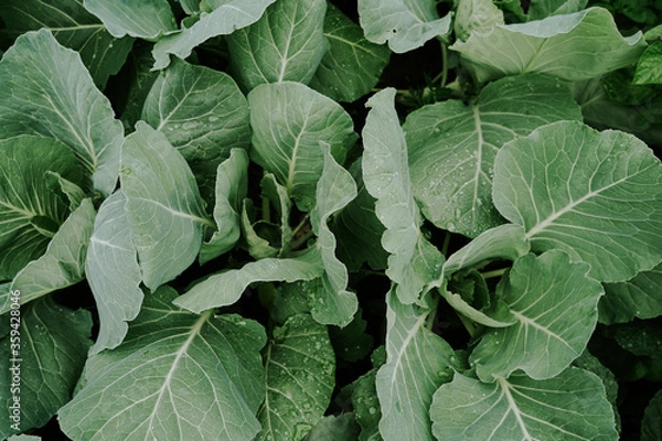 Fototapeta green leaves of cabbage with raindrops