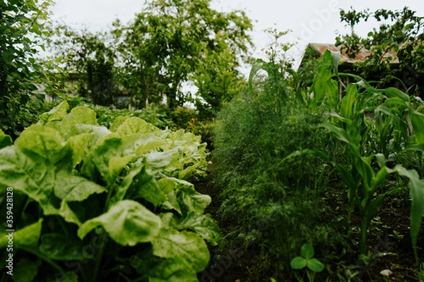 Fototapeta Salad and dill growing on a garden bed after rain