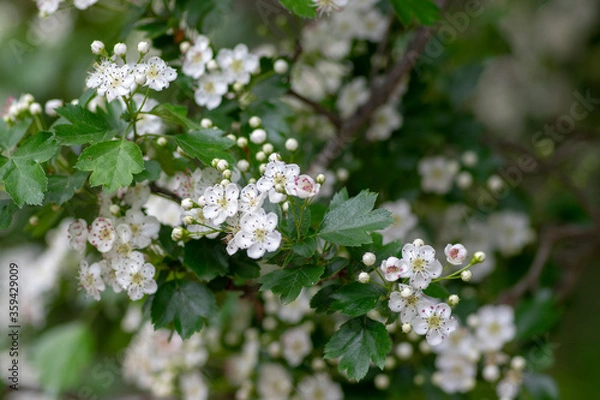 Fototapeta Crataegus laevigata white flowering branches, beautiful wild tree in bloom