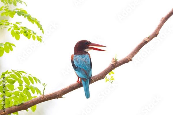 Obraz kingfisher on branch