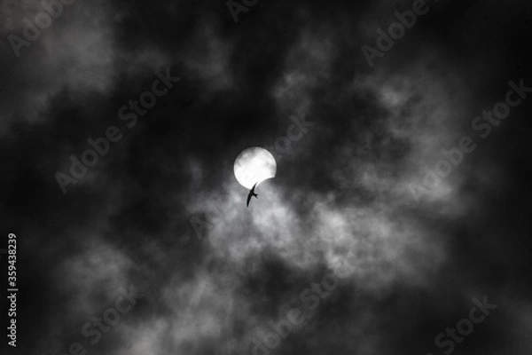 Obraz Partial solar eclipse in which the moon covers the sun and the silhouette of a bird against a black and white sky.