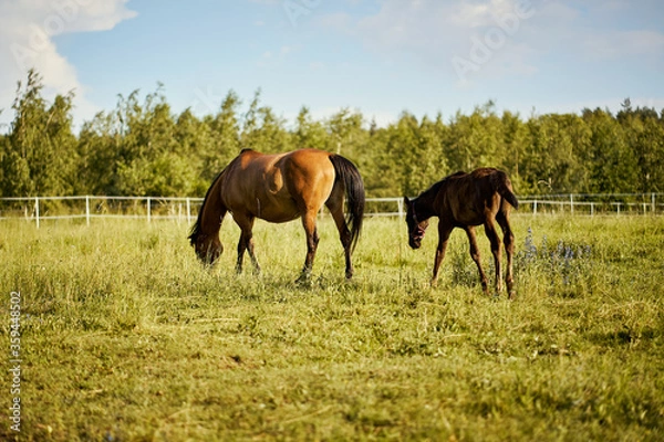 Fototapeta two beautiful horses on a meadow in summer