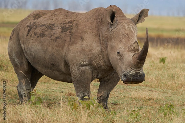 Obraz Rhino - Rhinoceros with Bird White rhinoceros Square-lipped rhinoceros Ceratotherium simum 