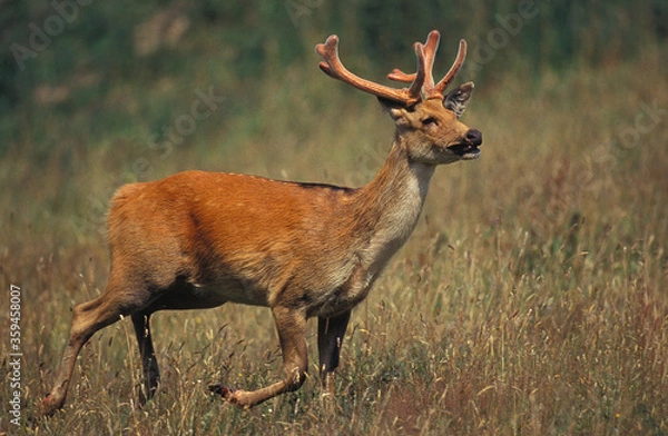 Obraz CERF BARASINGHA cervus duvauceli