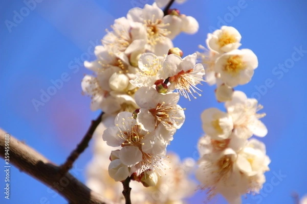 Fototapeta 青空に梅