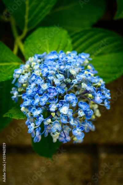 Fototapeta 梅雨時期の青い花