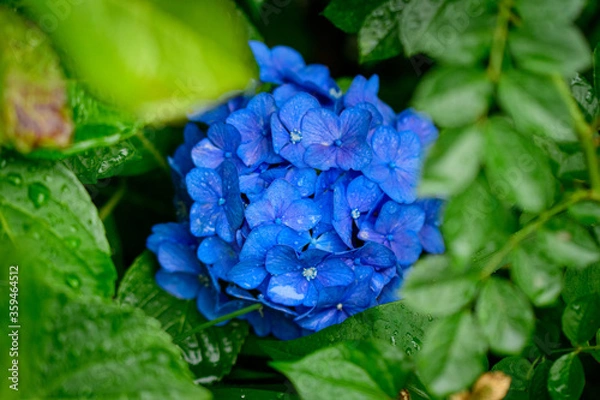 Obraz 青い紫陽花