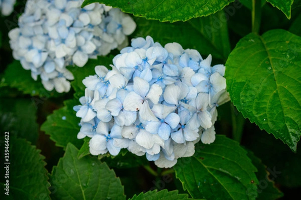 Obraz 青い紫陽花