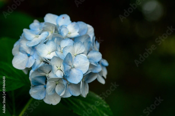 Obraz 青い紫陽花