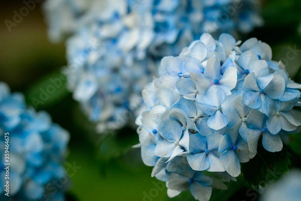 Obraz 青い紫陽花