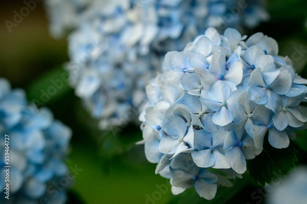 Obraz 青い紫陽花