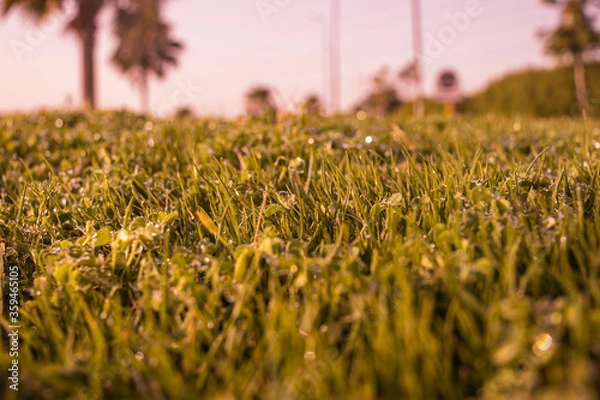 Obraz Green grass seamless texture. Seamless in only horizontal dimension.