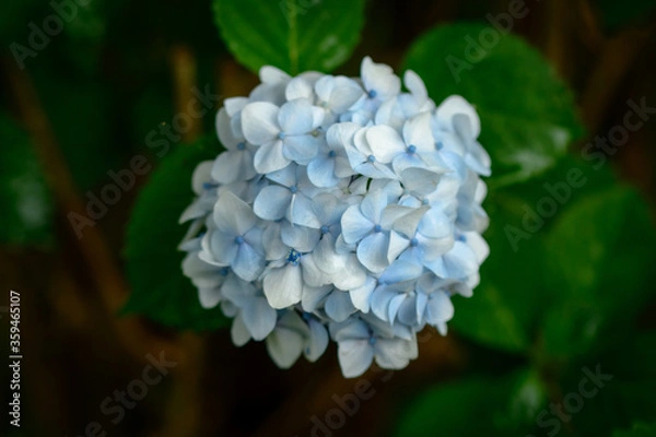 Obraz 青い紫陽花