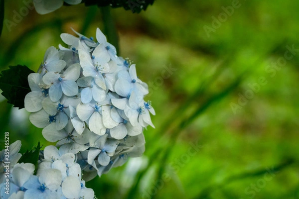 Obraz 青い紫陽花