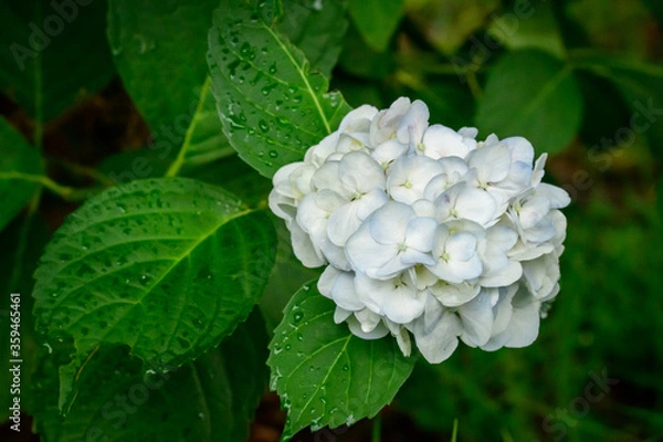 Obraz 青い紫陽花