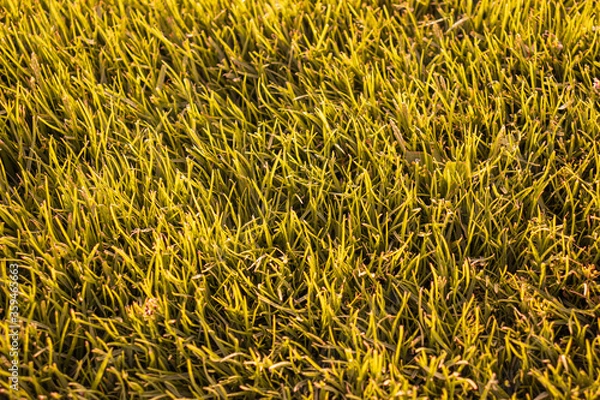Obraz Green grass seamless texture. Seamless in only horizontal dimension.