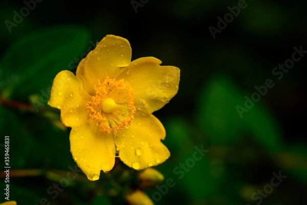 Obraz 梅雨時期に咲く花