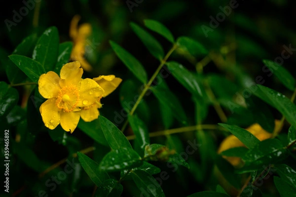 Obraz 梅雨時期に咲く花