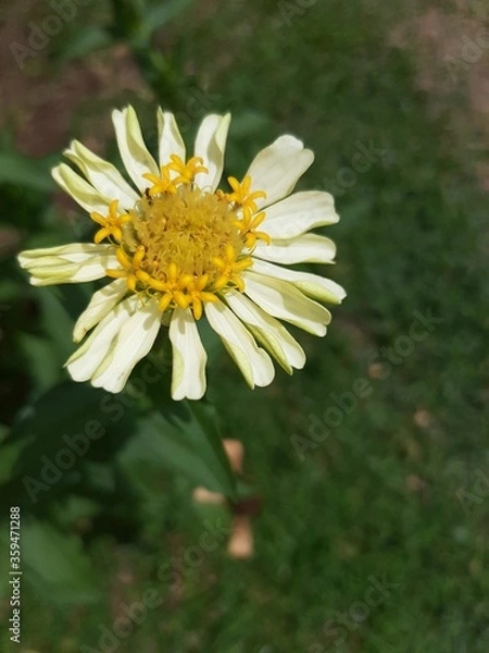 Obraz A White daisy flower in a garden