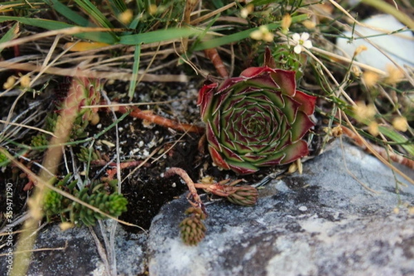 Fototapeta Sempervivum on stone. Mountain plants. On the mountain Bjelasnica.