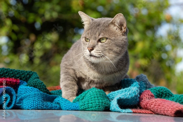 Obraz The Cat on car looking for prey