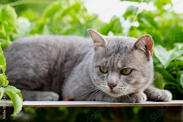 Obraz The Cat on The table Looking down