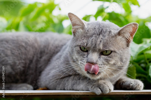 Obraz The Cat on The Table  Looking Away
