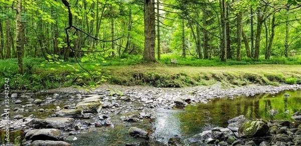 Obraz water in the forest
