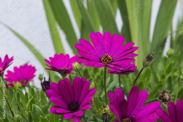 Fototapeta African daisy