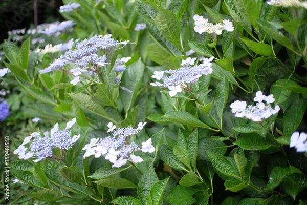 Fototapeta 紫陽花