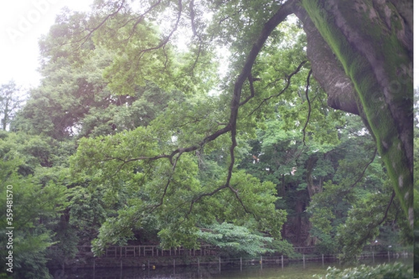Fototapeta tree in the park