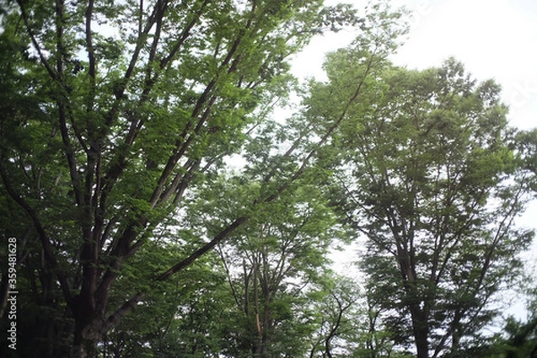 Fototapeta trees in the park