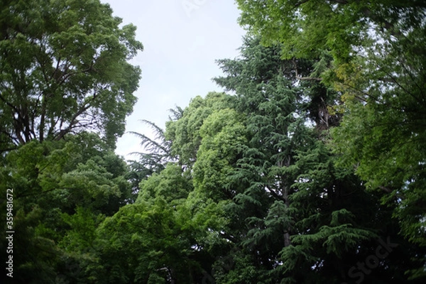Obraz trees in the park