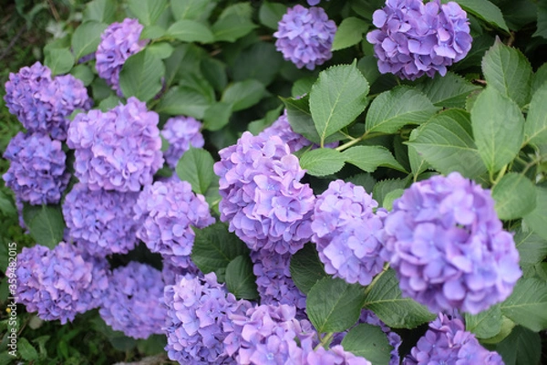 Fototapeta 紫陽花