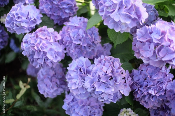 Fototapeta 紫陽花