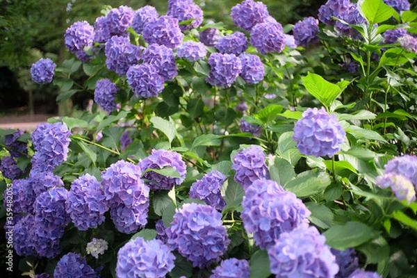 Fototapeta 紫陽花