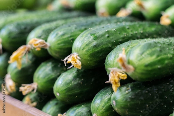 Fototapeta Close-up side view of cucumbers on supermarket shelf. Green agricultural vegetables lying in grocery. Vegan food, healthy eating, assortment, nutrition.