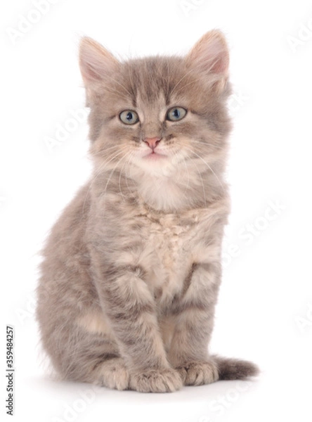 Fototapeta Small gray kitten.