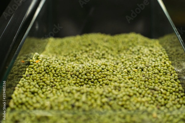 Fototapeta Green lentils on shelf in grocery shop. Edible legume beans in supermarket. Uncooked ingredients, dieting, vegetarianism, protein food.