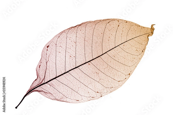 Obraz color leaf close up