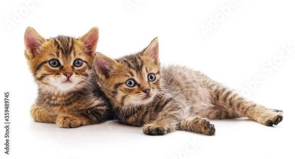 Fototapeta Two small kittens.