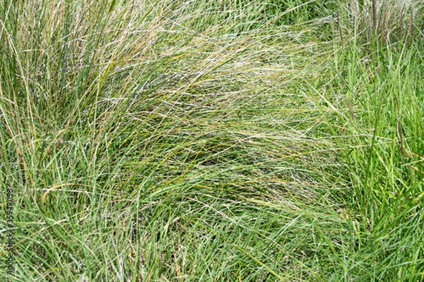 Fototapeta green grass background