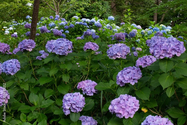 Fototapeta 満開の紫陽花