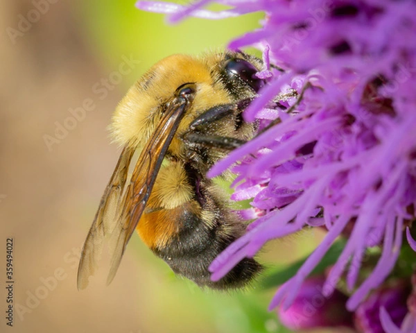 Fototapeta Macro image of a Bumblebee on a flower. 