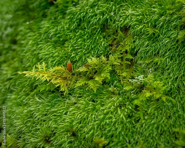 Fototapeta Macro moss in NC state park.