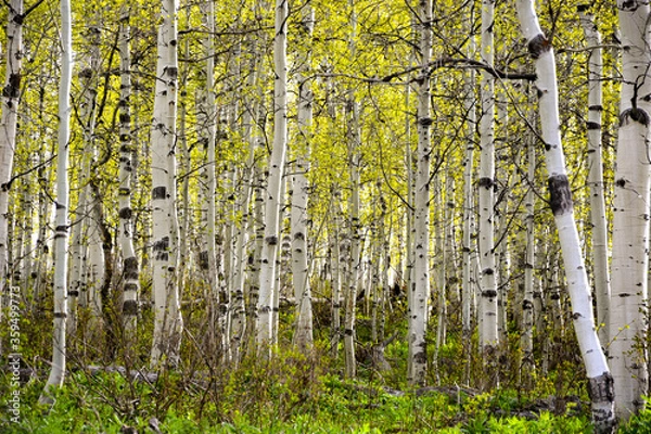 Fototapeta aspen trees