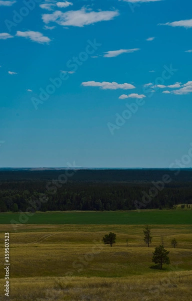 Fototapeta landscape with cows